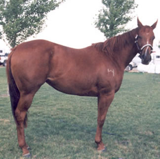 2004 Sorrel Mare by Red TB