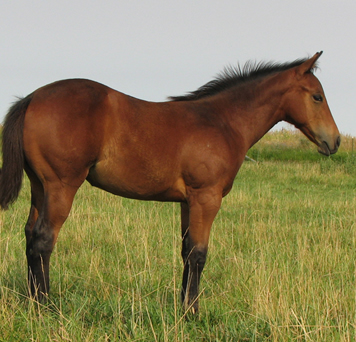 2007 Filly By Lots Of Acres