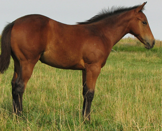 2007 Bay Filly by Lots Of Acres