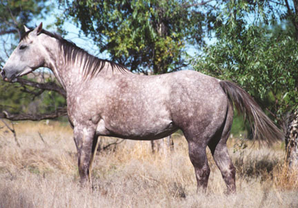 2001 Gray Mare by Takin On The Cash