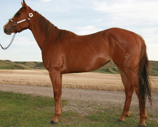 2006 Sorrel Filly by Corona Cocktail