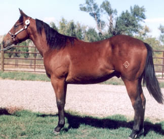 2005 Bay Gelding by Profit Increase