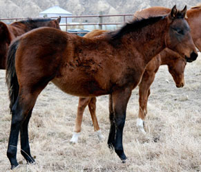 2009 bay filly by Hercs Midnite Roost out of Enough Dynamite