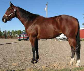 2005 Bay Filly by Frenchmans Guy