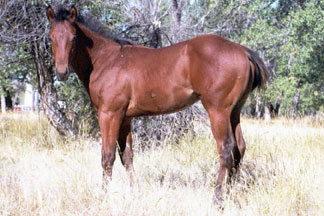 2006 Bay Gelding by Dash Ta Fame