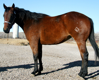 2007 Bay Filly by Lots Of Acres