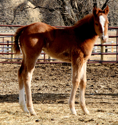 2009 Sorrel Filly by Azyoucansee