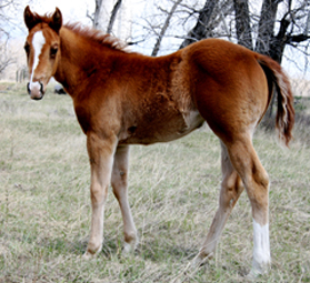 Rockette at 2 Months Old