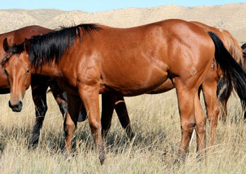 2009 Bay Mare by Red x Koak by Docs Oak