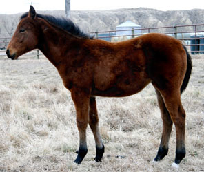 2009 Bay Filly by Red out Koak born June 6.