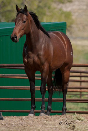 2010 Filly by Red x JL Sabina