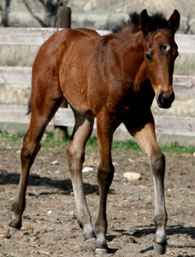 2010 Filly by Red x JL Sabina