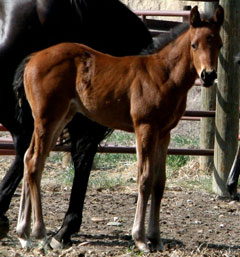 2010 Bay Colt by Red x Sheza Blu Bandit by Band Of Azure