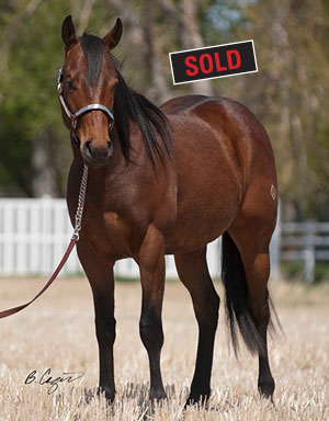 2010 Bay Colt by Red x Sheza Blu Bandit by Band Of Azure
