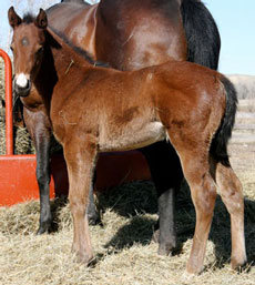 2010 Bay Colt by Dash Ta Fame x Turning Pages