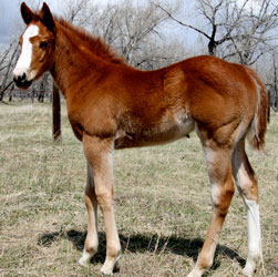 2009 Sorrel Filly by As Good As Nick Gets