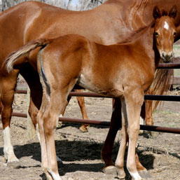 2010 Sorrel Filly by Red x Nicks Nickita by Dr Nick Bar