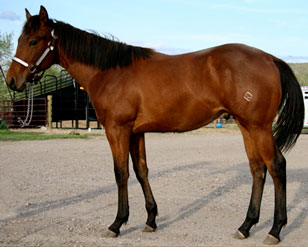 2008 Bay Gelding by Dash Ta Fame