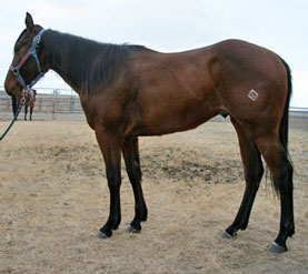 2008 Bay Gelding by Dash Ta Fame