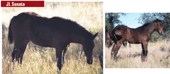 2006 Brown Filly by Takin On The Cash