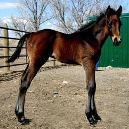 Bay Colt by Dash Ta Fame x Solara by Band Of Azure
