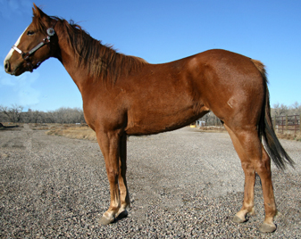 2007 Sorrel Filly by Dash Ta Fame