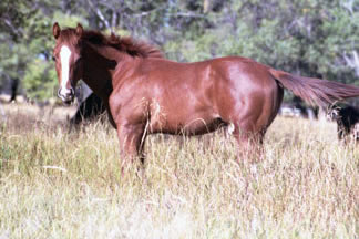 2006 Sorrel Gelding by Dash Ta Fame