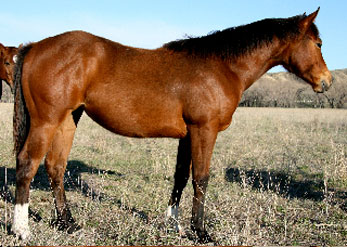 2008 Filly by As Good As Nick Gets