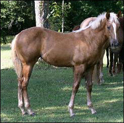 Chocolate Palomino Filly by Fire Water Flit out of Leetta Bug Flit