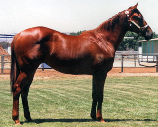 2006 Sorrel Filly by Corona Cocktail