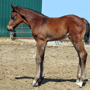 2008 Bay Colt by Bully Bullion out of Cut No Slack by Red