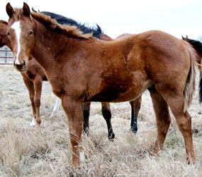 2009 Sorrel Colt by Red out of River Full of Cash