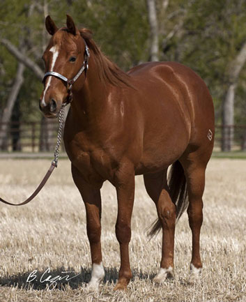 2009 Gelding by Red x River Full Of Cash by Missin Cash