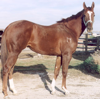 2004 Sorrel Mare by Red TB