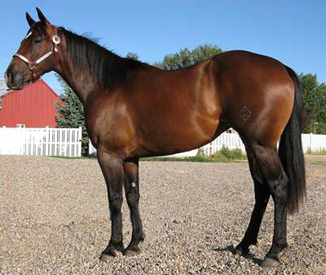 2005 Bay Filly by Dash Ta Fame