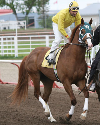 2007 Sorrel Stallion by Dash Ta Fame out of a Band Of Azure mare