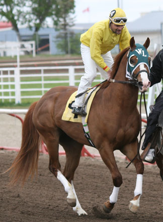 Flashy Dash Ta Fame Colt