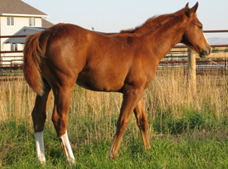 Flashy Dash Ta Fame Colt