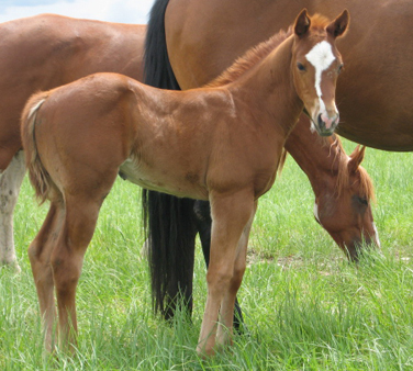 2008 Sorrel Filly by Frenchmans Guy