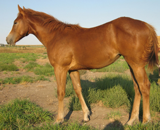 2007 Sorrel Filly by Dash Ta Fame