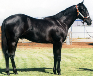 2006 Black Gelding by Corona Cocktail