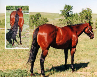 1994 Bay Mare in foal by Dash Ta Fame 2007