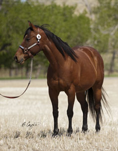 2006 Speedhorse, Tulsa