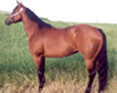 1995 Bay Mare by Runnerelse