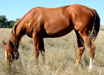 2009 Sorrel Filly by Azyoucansee