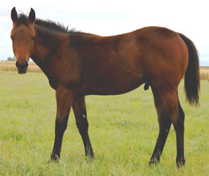 2010 Bay Colt by Red x Sheza Blu Bandit by Band Of Azure