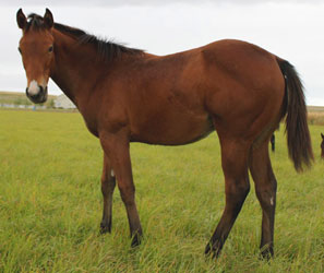 2010 Bay Colt by Dash Ta Fame x Turning Pages