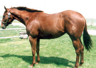 2003 Sorrel Mare by Red TB, full sister to Rubiate