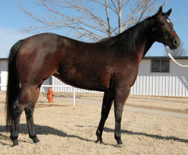 2007 Bay Mare by With All Probability