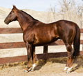 A Leading Race and Barrel Horse Sire